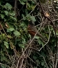 Turdus migratorius