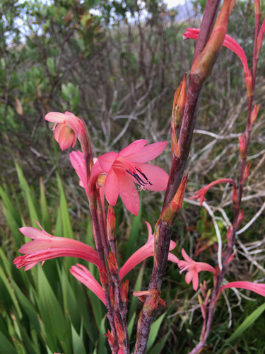 Watsonia meriana