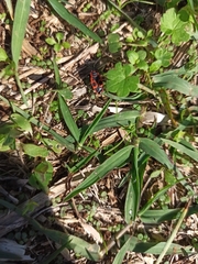 Pyrrhocoris apterus