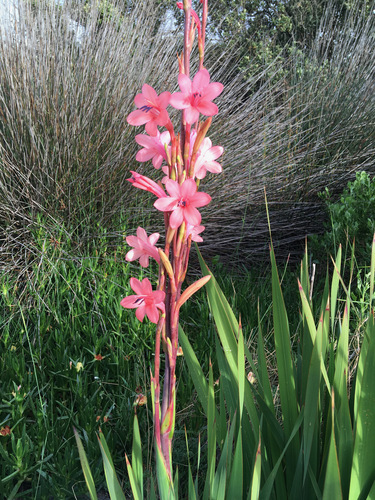 Watsonia meriana