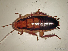 Drymaplaneta heydeniana