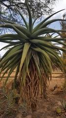 Aloe marlothii