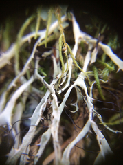 Heterodermia leucomelos