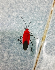 Leptocoris abdominalis