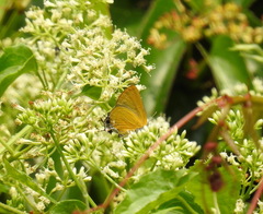 Pseudotajuria donatana