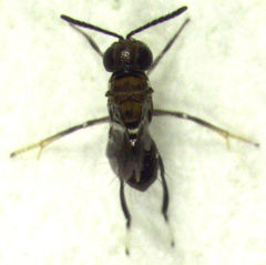 Encyrtus aurantii