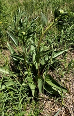 Arnoglossum plantagineum