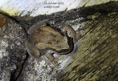 Litoria balatus