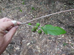 Ficus opposita