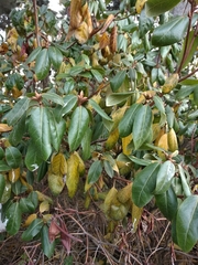Rhododendron amesiae
