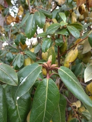 Rhododendron amesiae