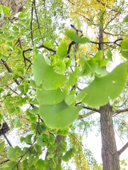 Ginkgoales