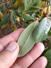 Rhododendron amesiae