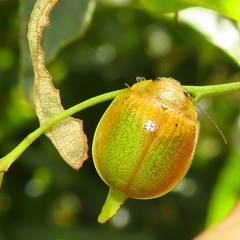 Paropsisterna pictipes