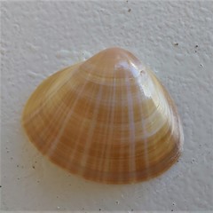 Mactra stultorum