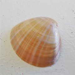 Mactra stultorum