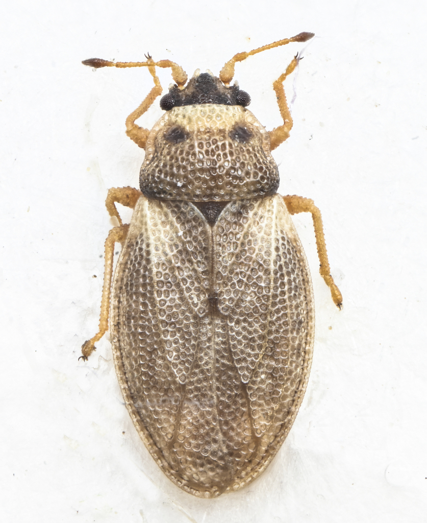 Piesma capitatum