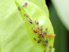 Tetramorium nipponense