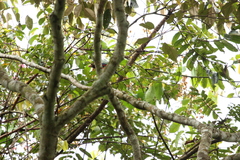 Lybius bidentatus