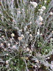 Helichrysum crispum