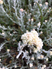 Helichrysum crispum