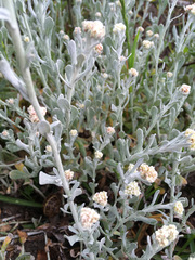 Helichrysum crispum