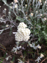 Helichrysum crispum