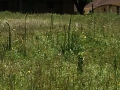Yucca arkansana