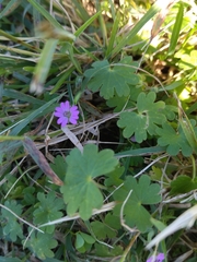 Geranium