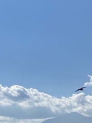 Chroicocephalus ridibundus