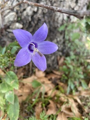 Campanula versicolor