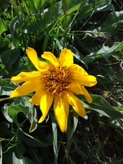 Wyethia angustifolia
