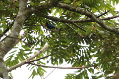 Hylopsar purpureiceps