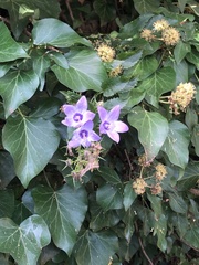 Campanula versicolor