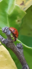 Harmonia axyridis