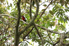 Lybius bidentatus