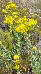 Othonna parviflora