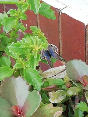 Anthene livida livida