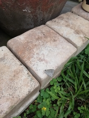 Anthene livida livida