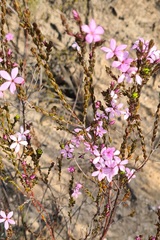 Acmadenia sheilae