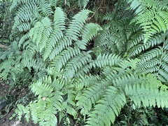 Diplazium viridissimum