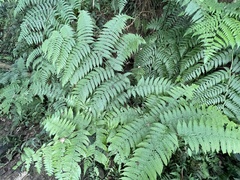 Diplazium viridissimum