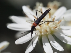 Oroderes humeralis