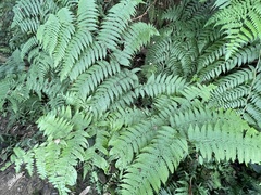 Diplazium viridissimum