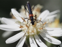 Oroderes humeralis