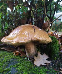 Boletus reticulatus