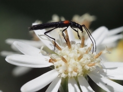 Oroderes humeralis