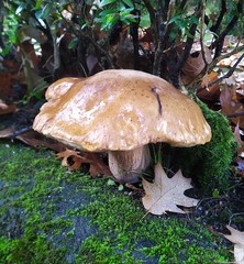 Boletus reticulatus