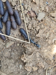 Platythyrea cribrinodis