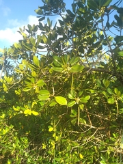 Rhizophora samoensis